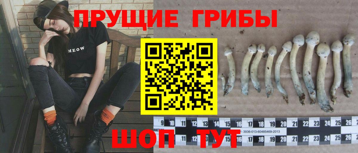 Будённовск  Псилоцибиновые грибы Cubensis  Вход с VPN  Галлюциногенные грибы Cubensis 